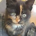 Vermiste Kitten Ankum Hessenweg terug Vermiste Kitten Ankum Hessenweg terug