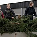 Inzameling gebruikte kerstbomen Inzameling gebruikte kerstbomen