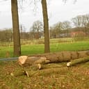 Bomen plat leggen Poppenallee Bomen plat leggen Poppenallee