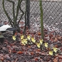 Voorjaar bij huize Haverink