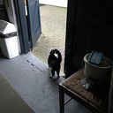 Kat aan komen lopen Kat aan komen lopen