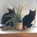Zwarte kater vermist Zwarte kater vermist