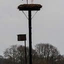 Ooievaars en Dalfsen Ooievaars en Dalfsen
