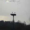 De olifanten in Hoonhorst zitten weer op het nest De olifanten in Hoonhorst zitten weer op het nest