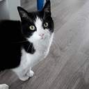 Alle katten gaan er van door, weer eentje