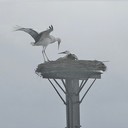 Ooievaars beiden weer terug in Dalfsen Ooievaars beiden weer terug in Dalfsen