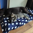 Vermist katertje Vermist katertje
