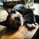 Poes vermist Poes vermist