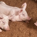 Meer biodiversiteit op het erf van de Wroetvarkenboer Meer biodiversiteit op het erf van de Wroetvarkenboer