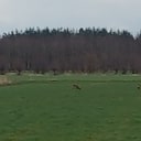 Witte konte