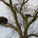 Ooievaar en Reiger nestelen gezamelijk op Kasteel Rechteren Ooievaar en Reiger nestelen gezamelijk op Kasteel Rechteren