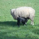 De lente is begonnen: Lammetjes in de wei