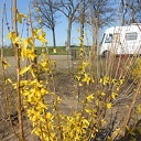 Camperplek volop in de bloei