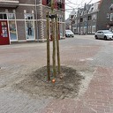 De fruitbomen doen het goed op het Burgem. van Bruggenplein De fruitbomen doen het goed op het Burgem. van Bruggenplein