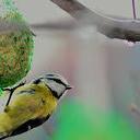 Denk aan de vogeltjes