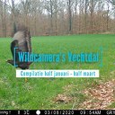 Wildcamera’s Vechtdal compilatie 9 diersoorten Wildcamera’s Vechtdal compilatie 9 diersoorten