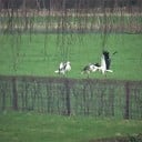 Luchtgevechten om de beste woning Luchtgevechten om de beste woning