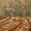 Millingen in de herfst