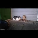 Kater vermist