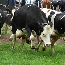De staldeuren gaan open