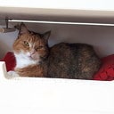 Vermist onze lieve poes Jane Vermist onze lieve poes Jane