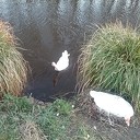 Broedende Gans Broedende Gans