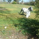 4 voeters als grasmachines 4 voeters als grasmachines