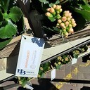 Bewoners en medewerkers verrast door Stichting Vrienden van Rosengaerde Bewoners en medewerkers verrast door Stichting Vrienden van Rosengaerde