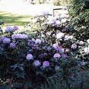 De Rhododendron staan op barsten