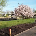 Mooie bloeiende boom