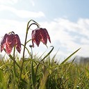 Kievitsbloemen terug in de uiterwaarden van de Vecht bij Dalfsen Kievitsbloemen terug in de uiterwaarden van de Vecht bij Dalfsen