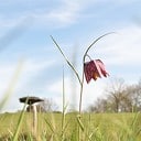 Zwolse tulp bij zwevende Kei in Dalfsen Zwolse tulp bij zwevende Kei in Dalfsen