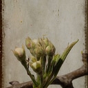 Lente Lente