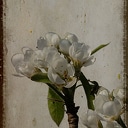 Lente Lente
