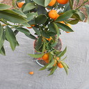De appel valt niet ver van de boom De appel valt niet ver van de boom