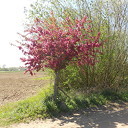 Prachtige bloeiende bomen