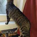 Vermiste kat Vermiste kat