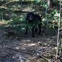 Loslopende hond?