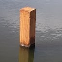 Knotwilgen langs de Marswetering