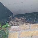 4 jonge merels vliegen uit 4 jonge merels vliegen uit