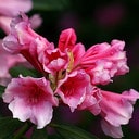 Rhododendrons in bloei Rhododendrons in bloei