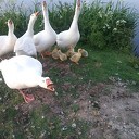 De hele familie gans