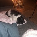 Poes Noes weer huis Poes Noes weer huis