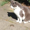 Kat en muis even de 1,5 meter vergeten Kat en muis even de 1,5 meter vergeten