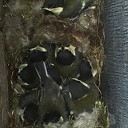 Vogelnest Vogelnest
