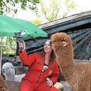 Alpacateam uut Lemelerveld volop in het nieuws
