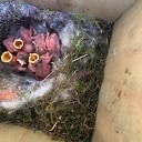 Buxusmotgif en jonge koolmezen Buxusmotgif en jonge koolmezen