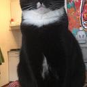 Kat vermist Kat vermist
