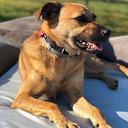 Wij zijn onze hond kwijt en terug Wij zijn onze hond kwijt en terug