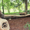 Dalfsenaar maakte kunstwerk van oude boom Dalfsenaar maakte kunstwerk van oude boom